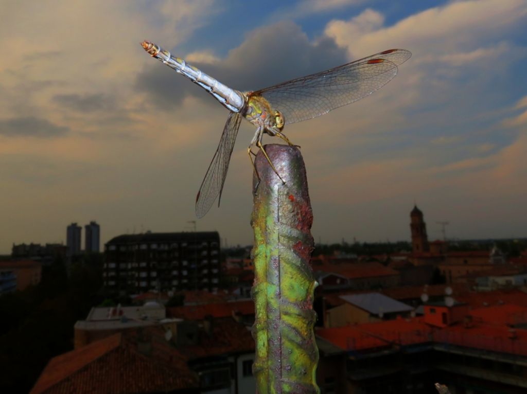 Sympetrum striolatum f. e Sympetrum fonscolombii m.